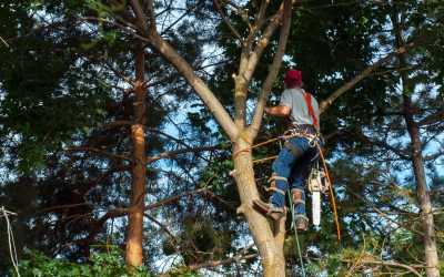The Good And The Bad Of Tree Topping Hampton VA