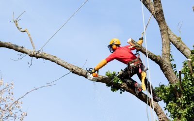 Tree removal Hampton Va- Do It Right
