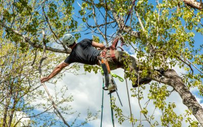 How to Choose a Company for Tree Pruning in Williamsburg, VA